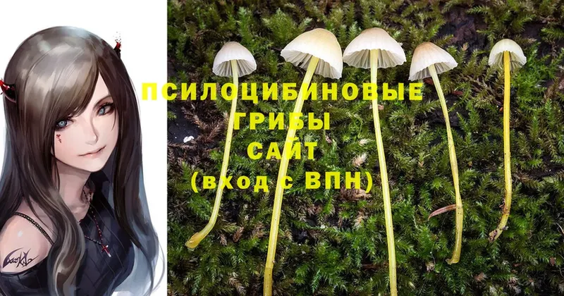 купить  цена  Алатырь  мориарти как зайти  Галлюциногенные грибы Cubensis 